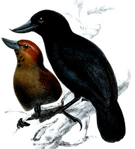 ClytoctantesAlixiiKeulemans (cropped)