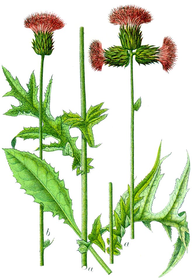 Cnicus rivularis Sturm5