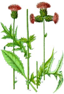 Cnicus rivularis Sturm5