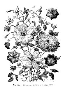 Clématites horticoles hybrides (dessins)