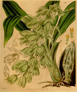 Clowesia russelliana (as Catasetum russellianum) - Curtis' 66 (N.S. 13) pl. 3777 (1840). Free illustration for personal and commercial use.