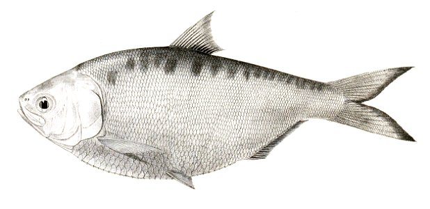 Clupea variegata Achilles 161