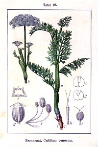 Cnidium dubium Sturm19
