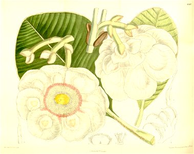 Clusia grandiflora 137-8387