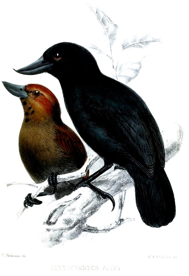 ClytoctantesAlixiiKeulemans