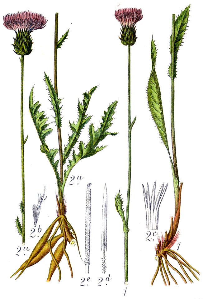 Cnicus spp Sturm6