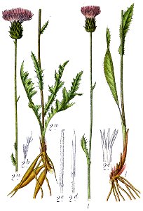 Cnicus spp Sturm6