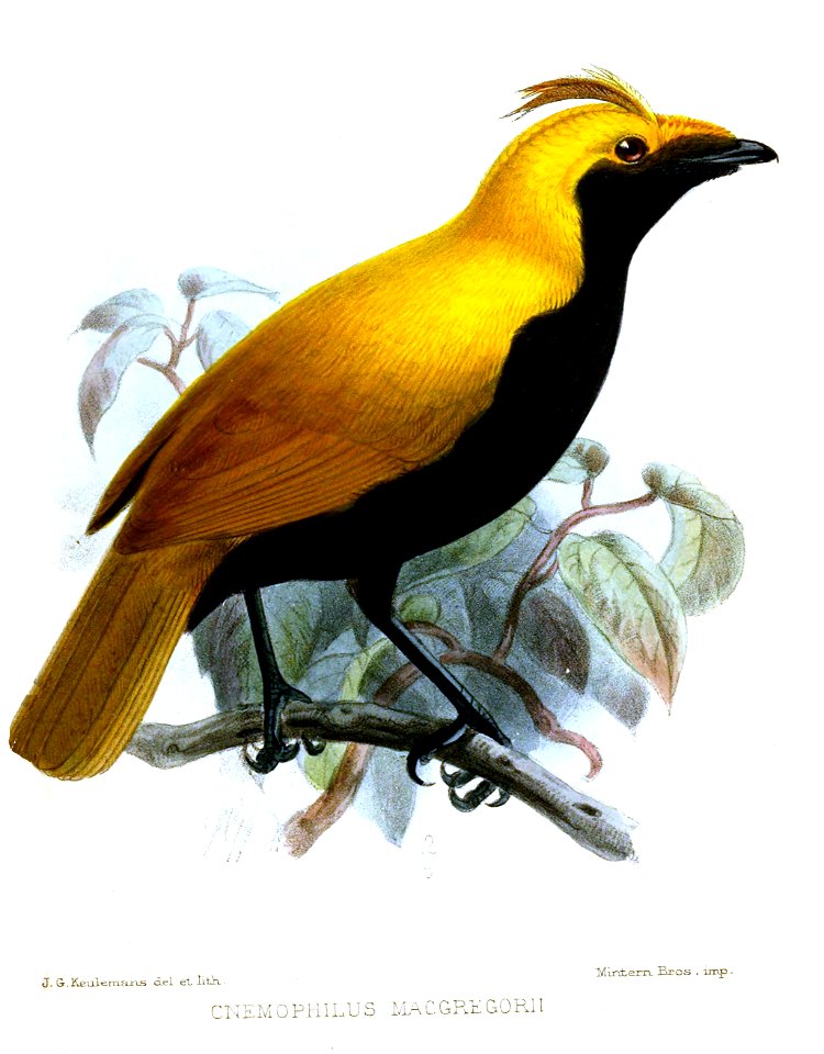 CnemophilusMacgregoriiKeulemans