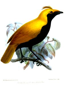CnemophilusMacgregoriiKeulemans