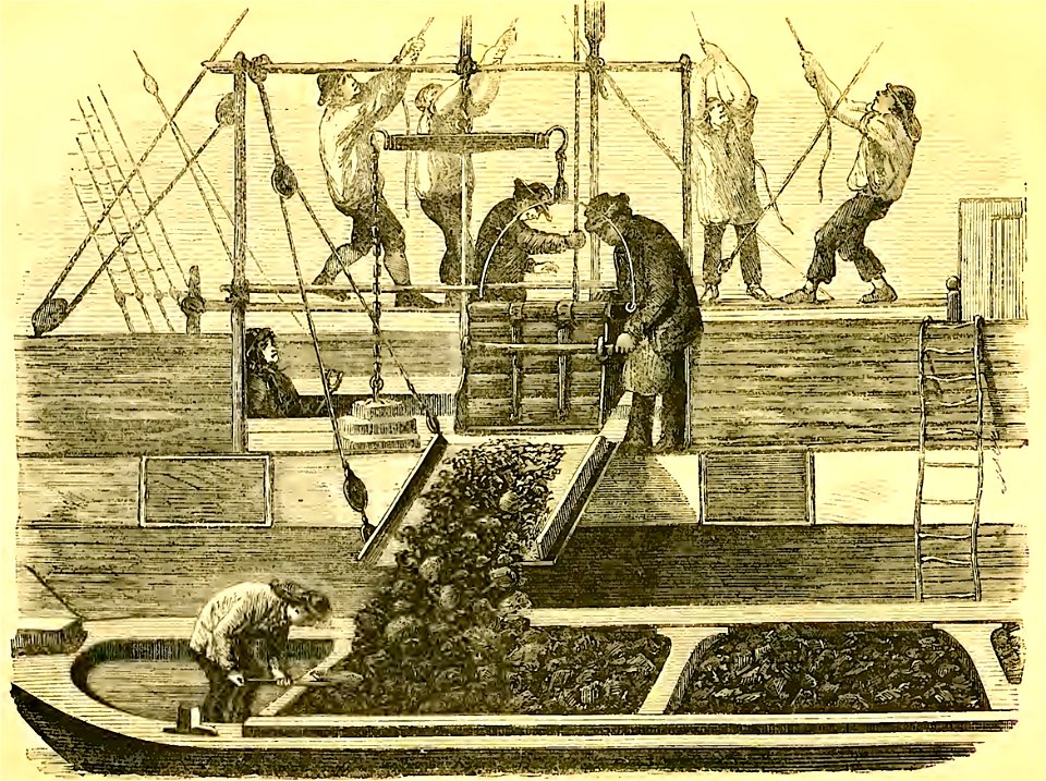 Coal whippers Mayhew