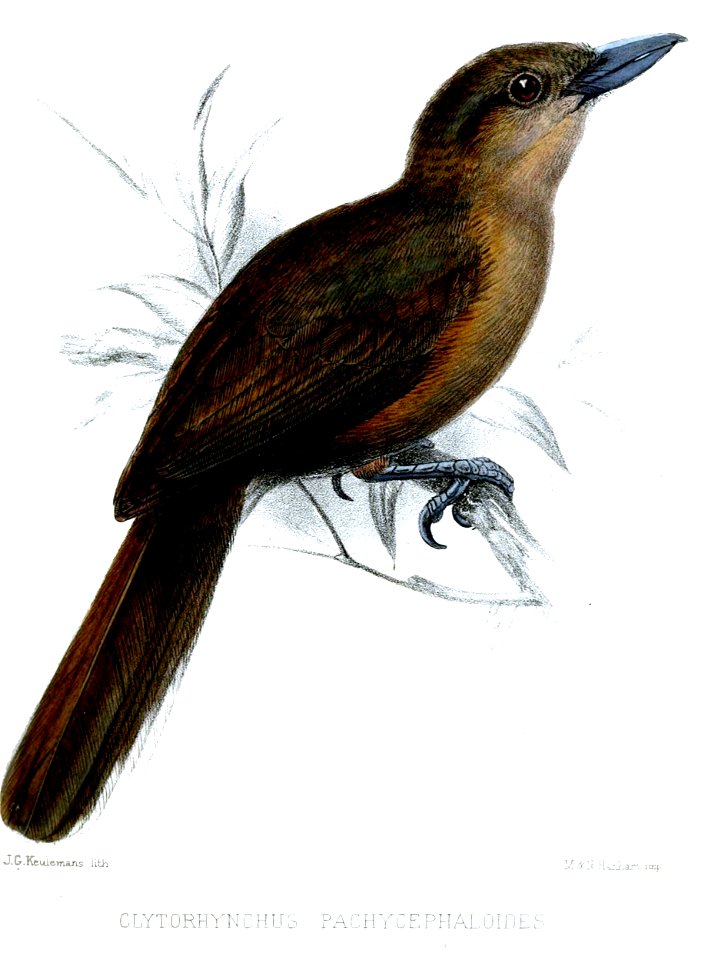 ClytorhynchusPachycephaloidesKeulemans