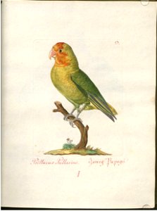 Beytrag zur Naturgeschichte der Vögel 1 Tafel 03