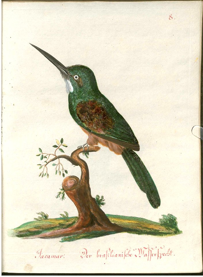 Beytrag zur Naturgeschichte der Vögel 1 Tafel 09