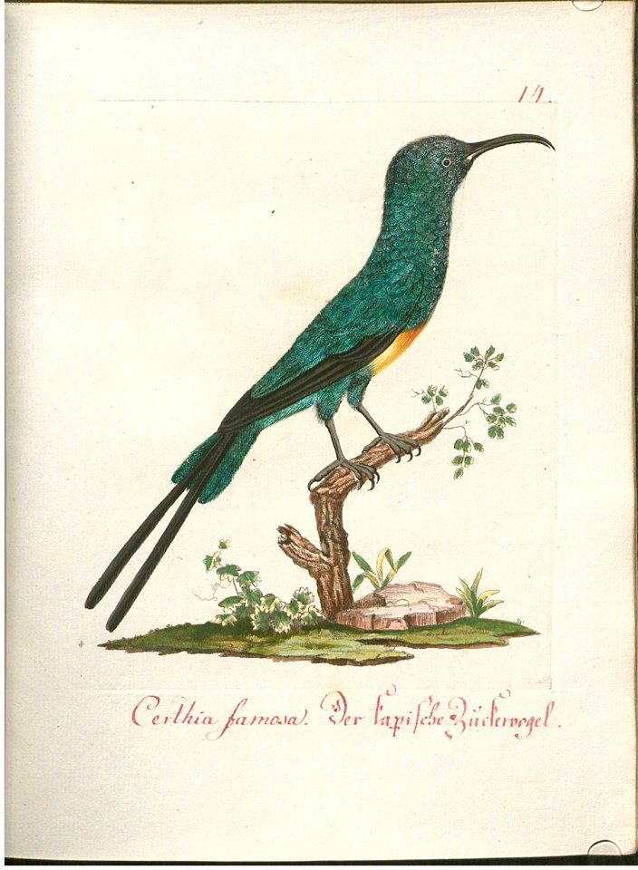 Beytrag zur Naturgeschichte der Vögel 1 Tafel 15