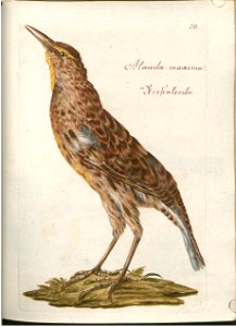Beytrag zur Naturgeschichte der Vögel 1 Tafel 21
