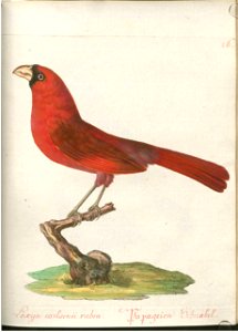 Beytrag zur Naturgeschichte der Vögel 1 Tafel 27