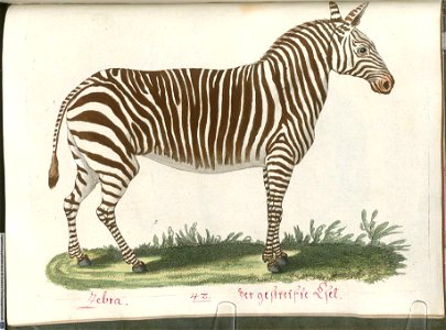 Beytrag zur Naturgeschichte der vierfüßigen Thiere 2 Tafel 42