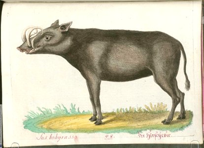 Beytrag zur Naturgeschichte der vierfüßigen Thiere 2 Tafel 48