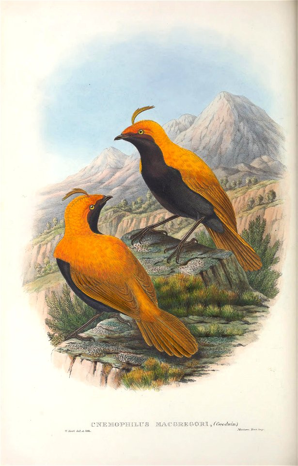Cnemophilus macgregorii - Monograph of the Paradiseidae