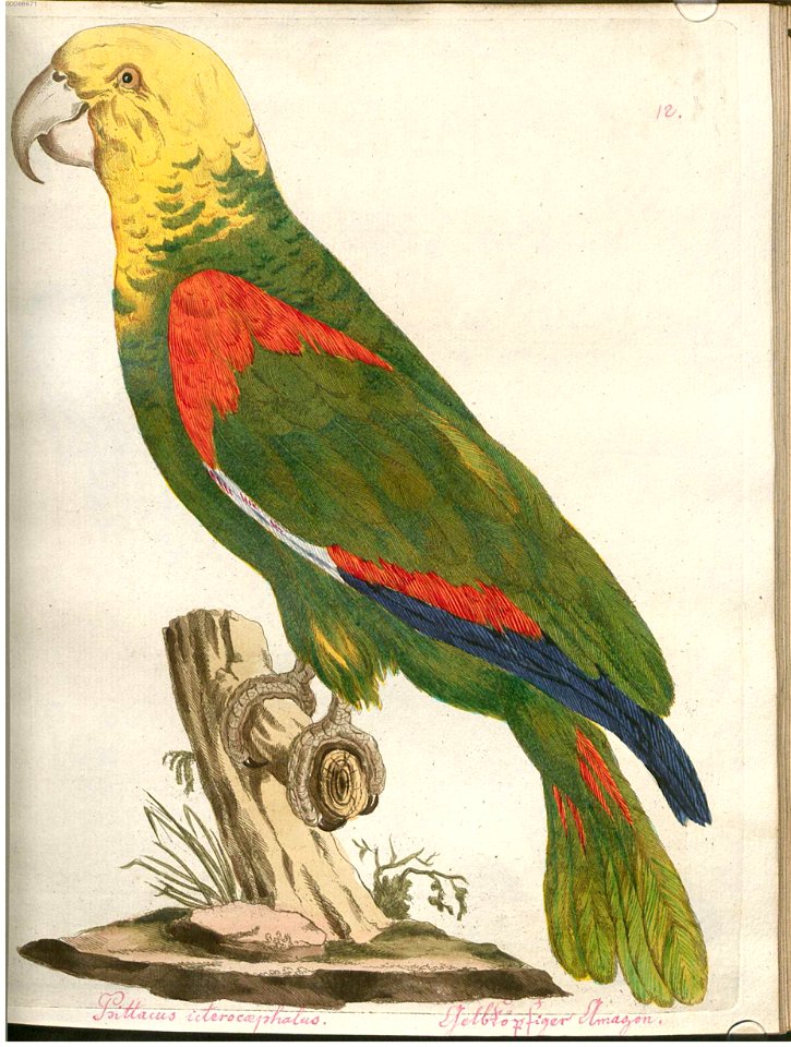 Beytrag zur Naturgeschichte der Vögel 2 Tafel 12