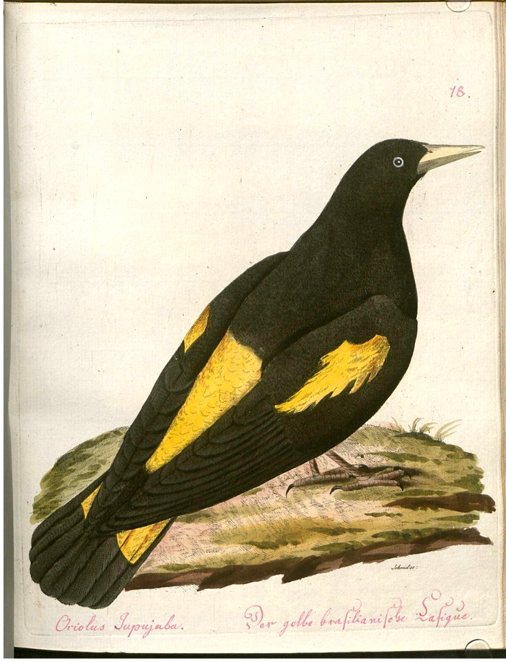 Beytrag zur Naturgeschichte der Vögel 2 Tafel 18