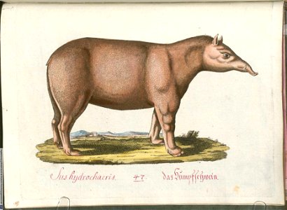 Beytrag zur Naturgeschichte der vierfüßigen Thiere 2 Tafel 47