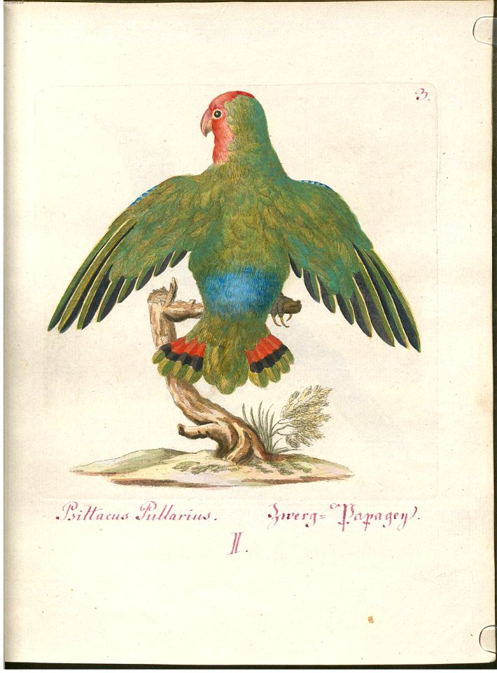 Beytrag zur Naturgeschichte der Vögel 1 Tafel 04
