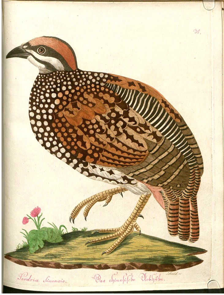Beytrag zur Naturgeschichte der Vögel 2 Tafel 31