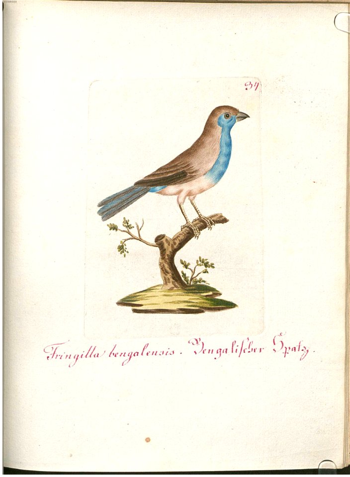 Beytrag zur Naturgeschichte der Vögel 1 Tafel 35