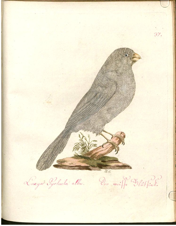 Beytrag zur Naturgeschichte der Vögel 2 Tafel 37