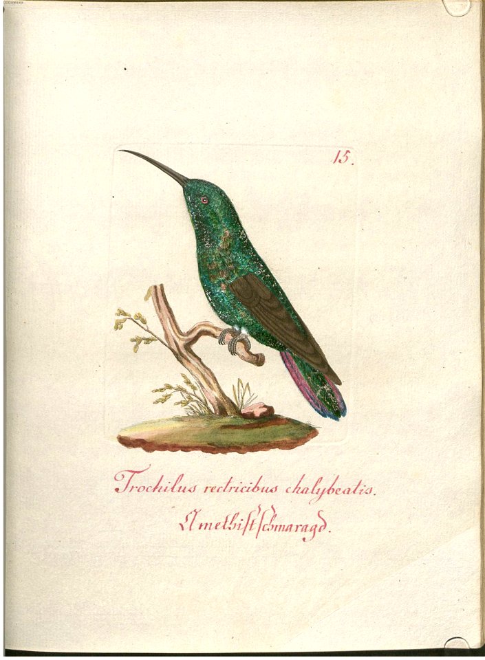 Beytrag zur Naturgeschichte der Vögel 1 Tafel 16