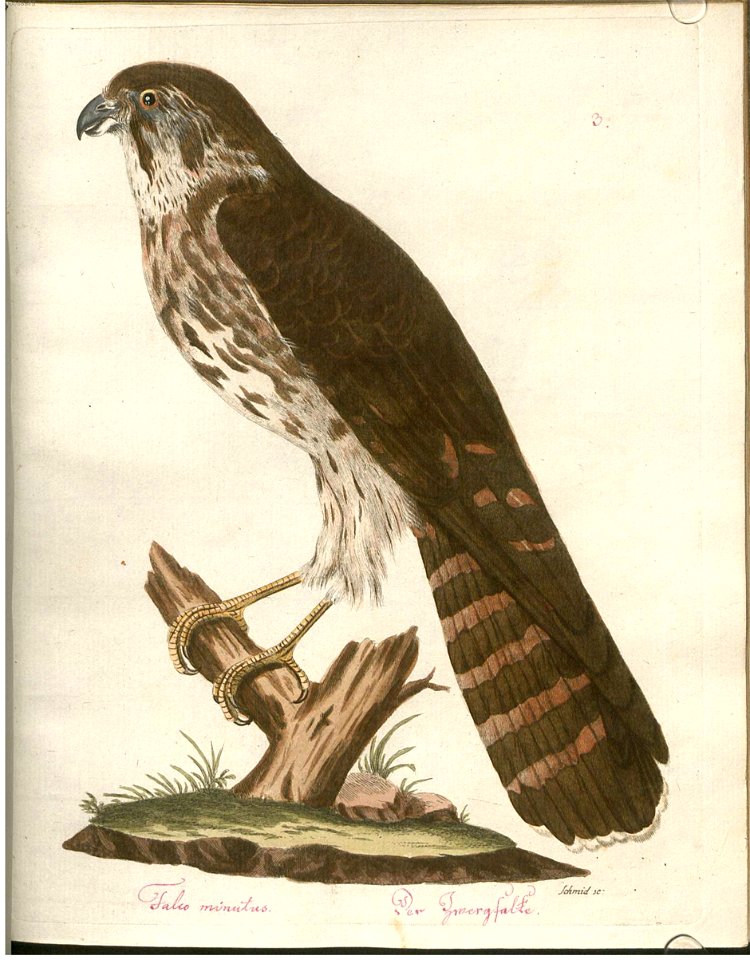 Beytrag zur Naturgeschichte der Vögel 3 Tafel 03