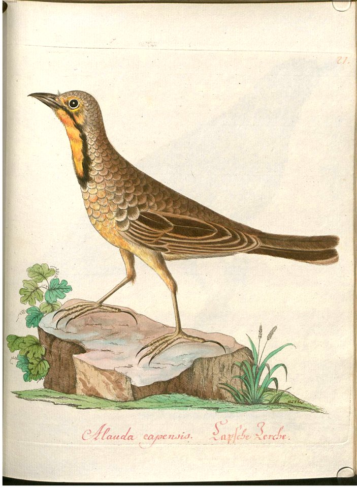 Beytrag zur Naturgeschichte der Vögel 1 Tafel 22