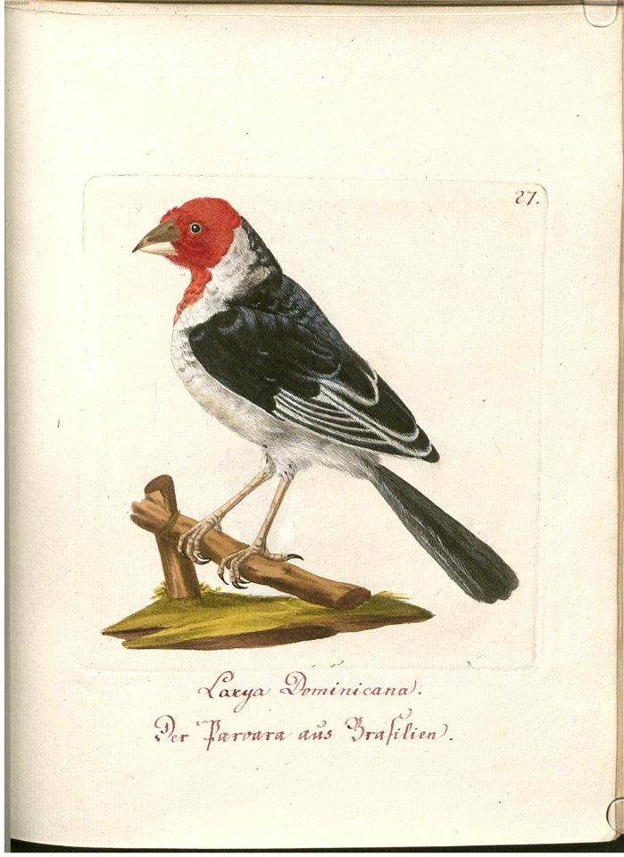 Beytrag zur Naturgeschichte der Vögel 1 Tafel 28