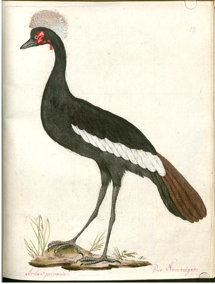 Beytrag zur Naturgeschichte der Vögel 2 Tafel 27