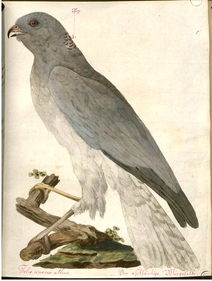 Beytrag zur Naturgeschichte der Vögel 2 Tafel 01