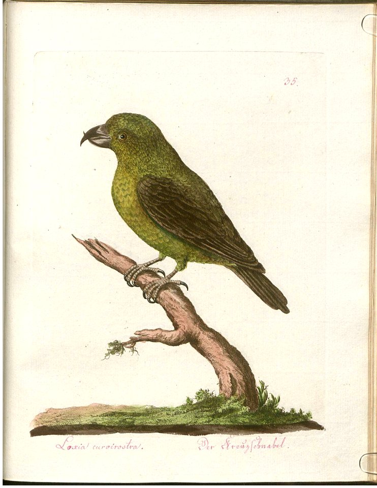 Beytrag zur Naturgeschichte der Vögel 3 Tafel 35