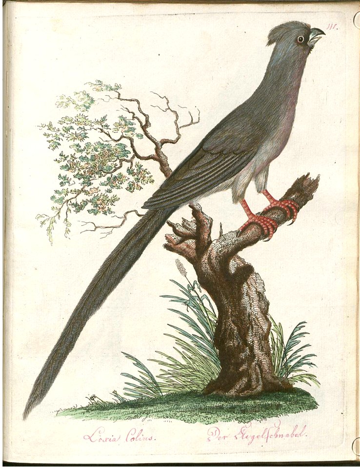 Beytrag zur Naturgeschichte der Vögel 3 Tafel 41