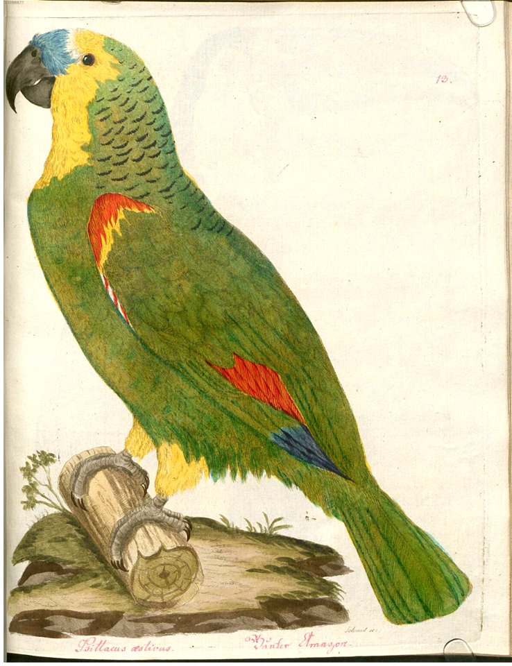 Beytrag zur Naturgeschichte der Vögel 2 Tafel 13