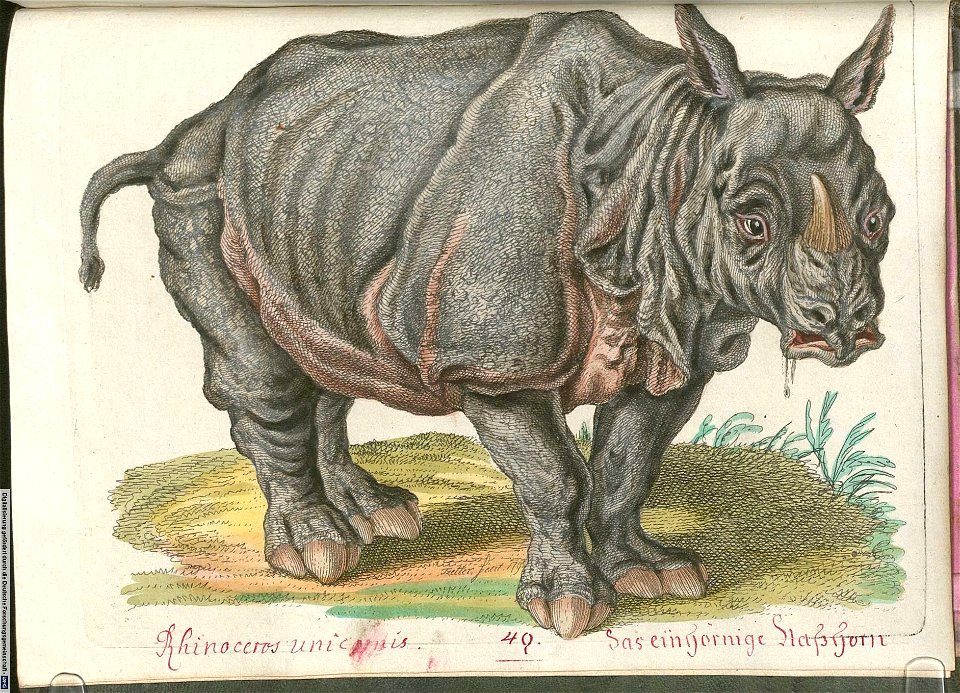 Beytrag zur Naturgeschichte der vierfüßigen Thiere 2 Tafel 49