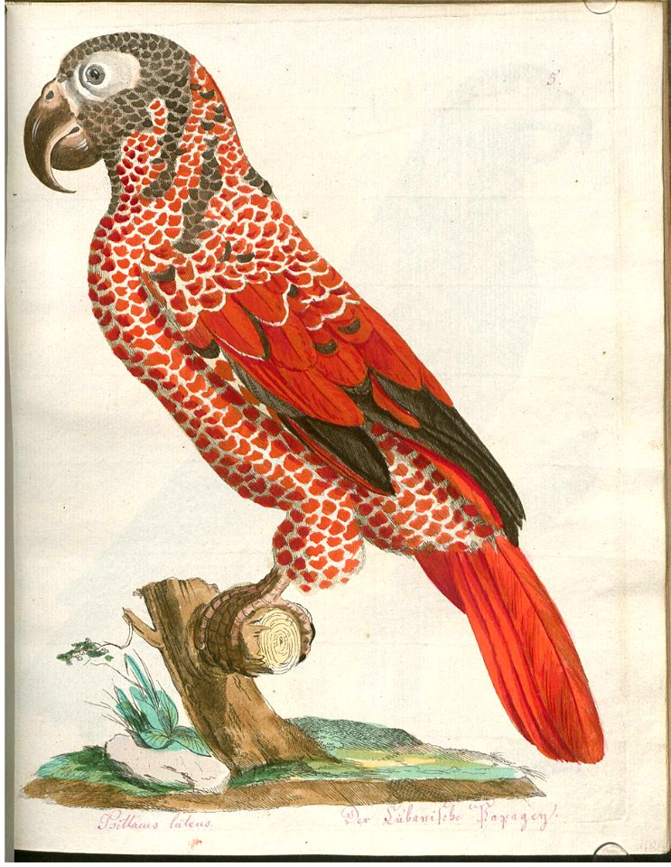 Beytrag zur Naturgeschichte der Vögel 3 Tafel 05