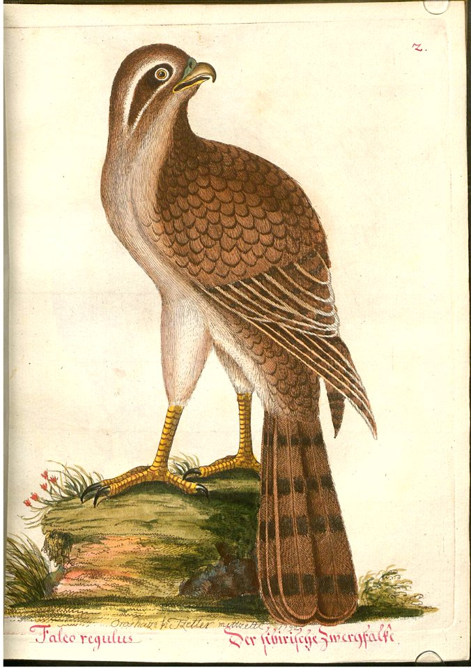 Beytrag zur Naturgeschichte der Vögel 4 Tafel 02