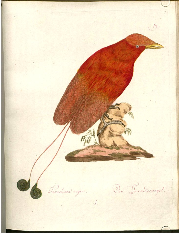 Beytrag zur Naturgeschichte der Vögel 2 Tafel 19