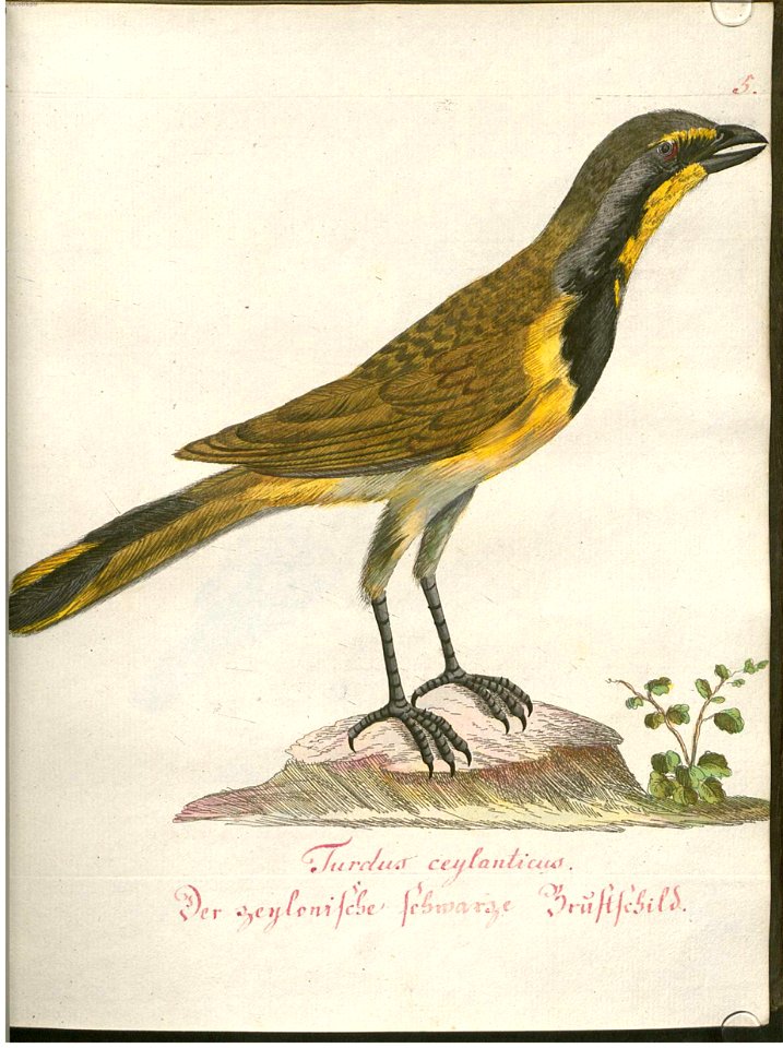 Beytrag zur Naturgeschichte der Vögel 1 Tafel 06