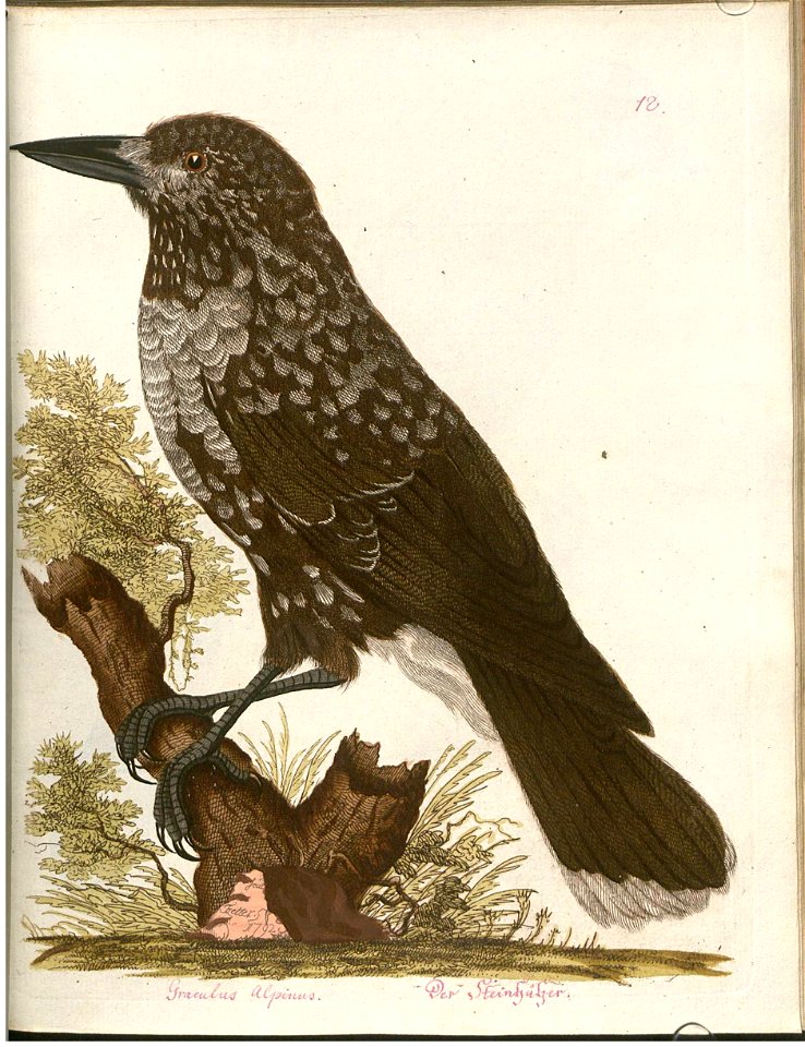 Beytrag zur Naturgeschichte der Vögel 3 Tafel 12