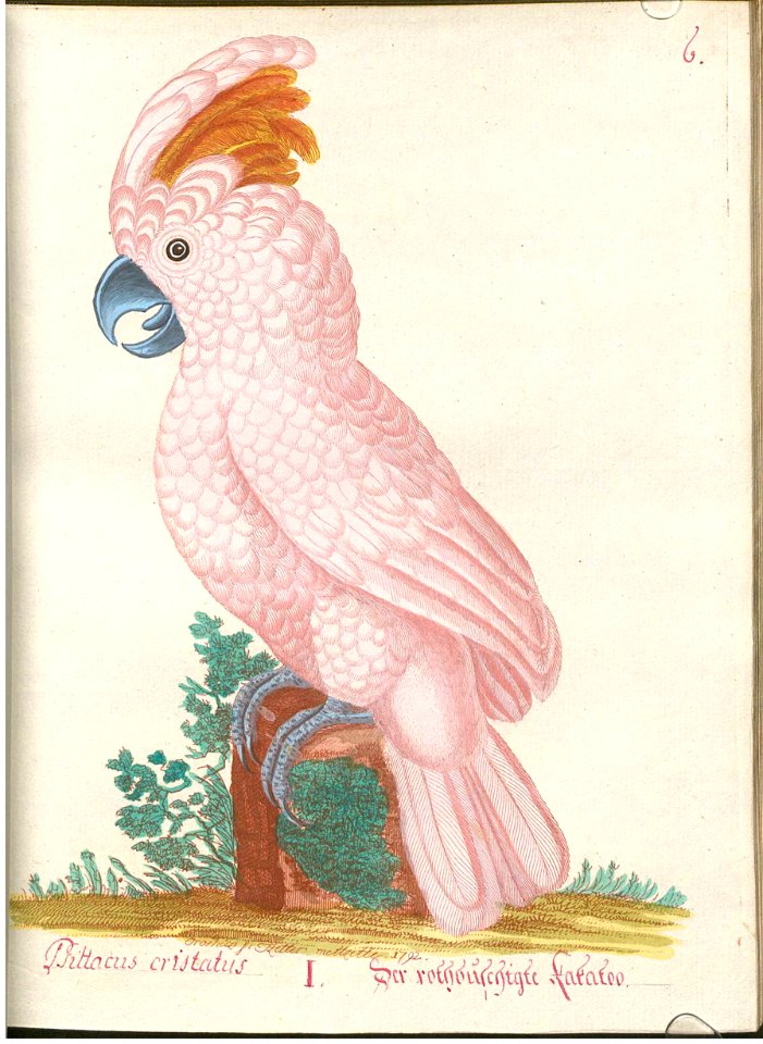 Beytrag zur Naturgeschichte der Vögel 4 Tafel 08