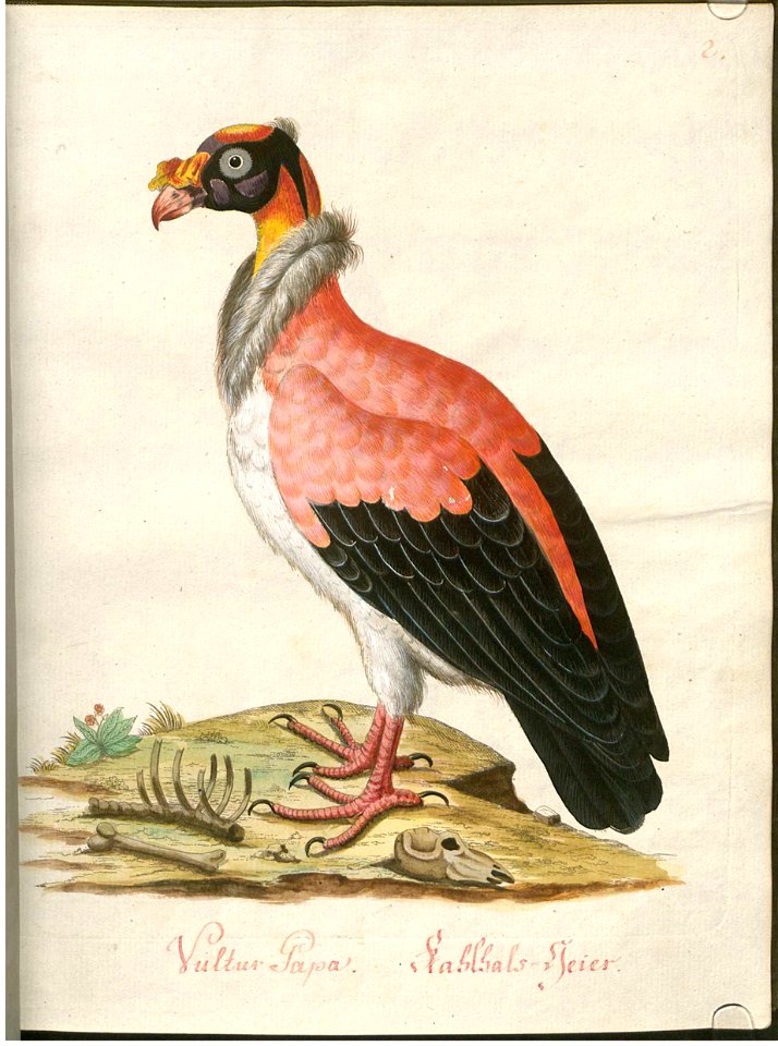 Beytrag zur Naturgeschichte der Vögel 1 Tafel 02