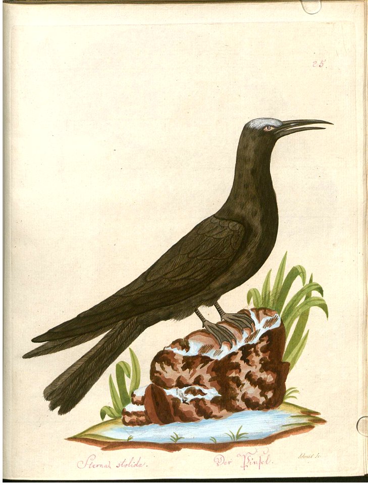 Beytrag zur Naturgeschichte der Vögel 3 Tafel 25