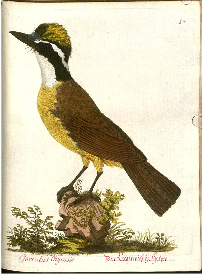 Beytrag zur Naturgeschichte der Vögel 4 Tafel 20