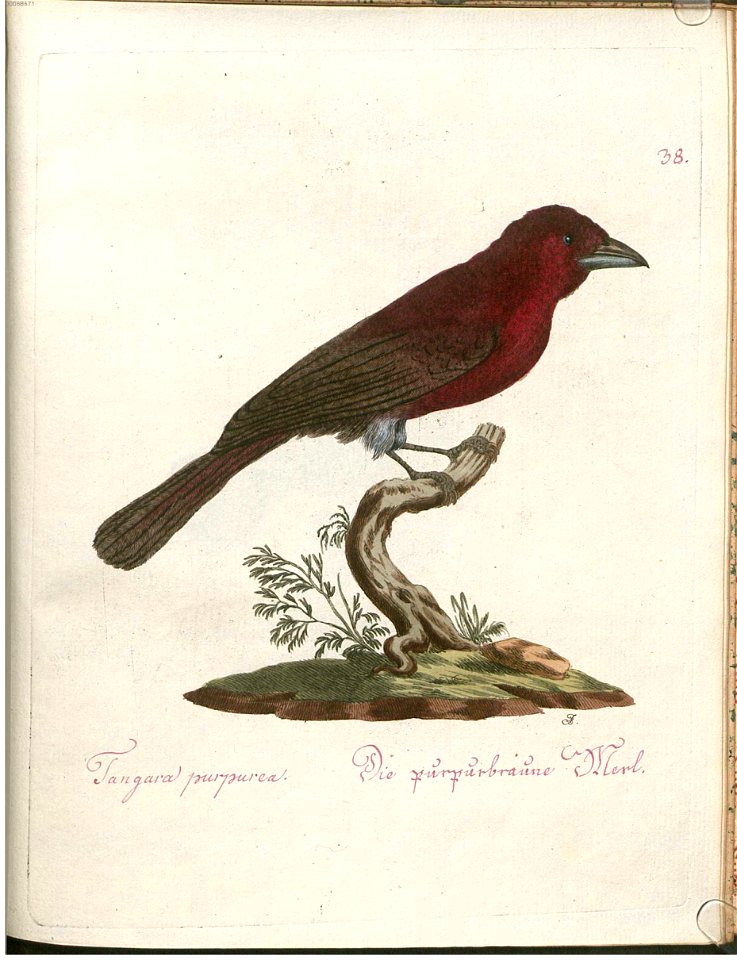 Beytrag zur Naturgeschichte der Vögel 2 Tafel 38